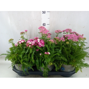 Vaste pltn   ...mix in pot [Perenni