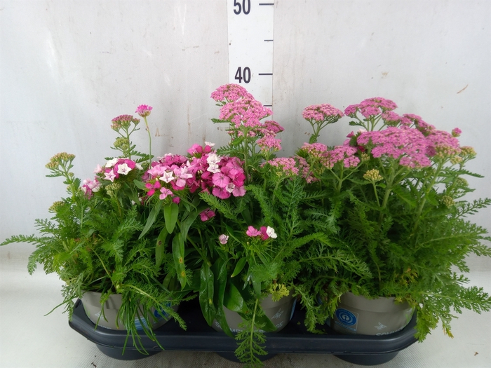 <h4>Vaste pltn   ...mix in pot [Perenni</h4>