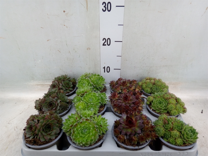 <h4>Sempervivum   ...mix</h4>