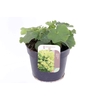 Alchemilla mollis