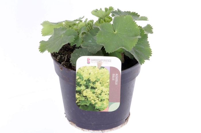 Alchemilla mollis