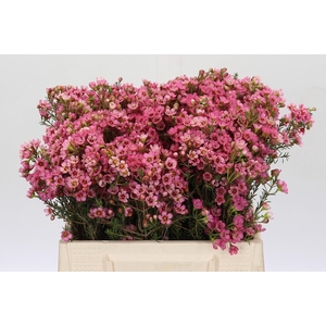 Chamelaucium Sarah's Delight