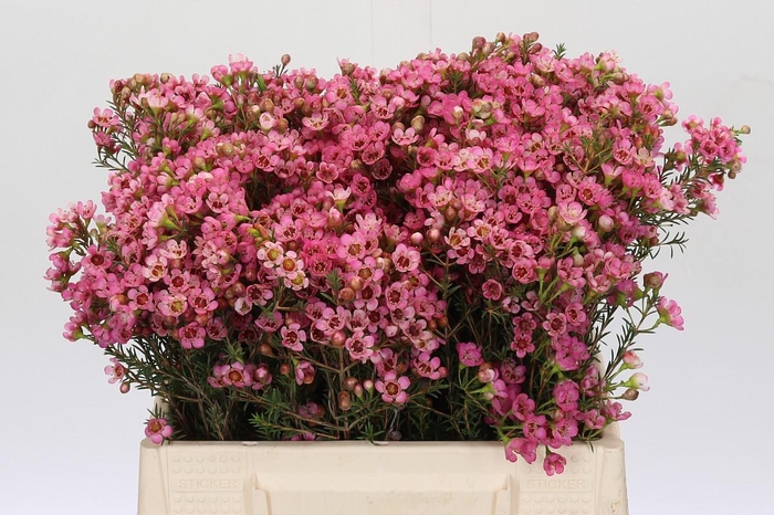 <h4>Chamelaucium Sarah's Delight</h4>