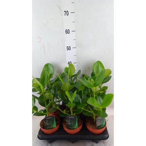 Clusia rosea 'Princess'