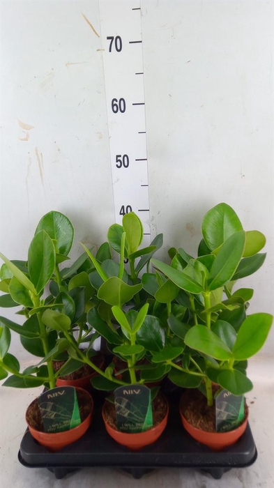 <h4>Clusia rosea 'Princess'</h4>