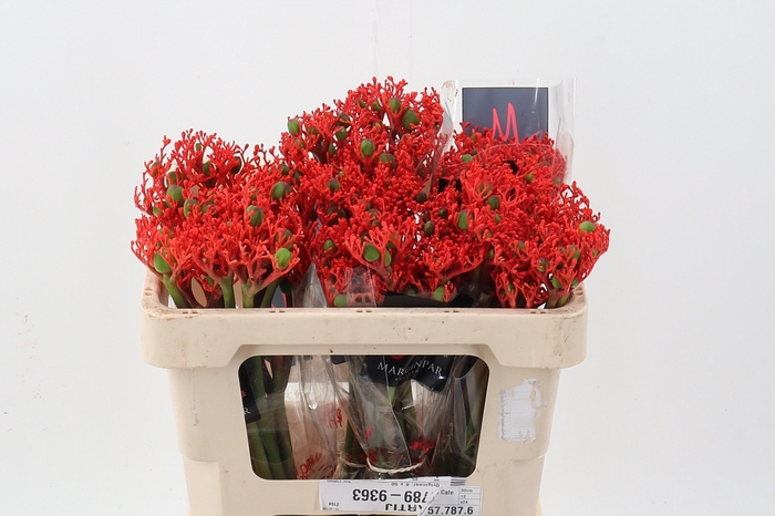 <h4>Jatropha P Firecrack</h4>