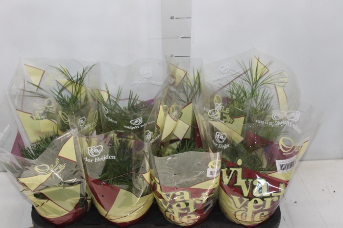 <h4>ACTINIOPTERIS AUSTRALIS P14</h4>