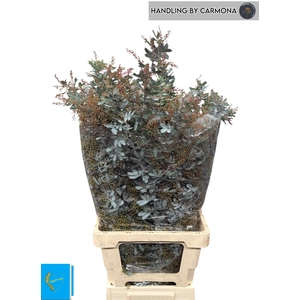 ACACIA BAILEYA BL BS