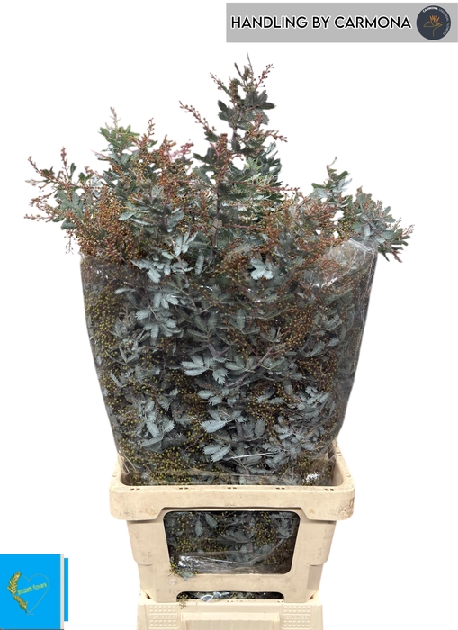 <h4>ACACIA BAILEYA BL BS</h4>