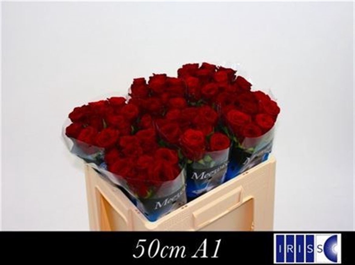 <h4>Rosa Gr Red Naomi!</h4>