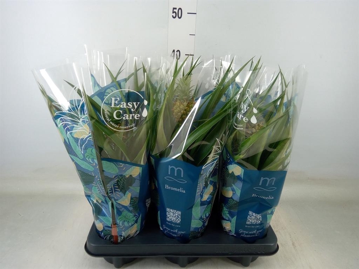 <h4>Ananas  'Mi Amigo'</h4>