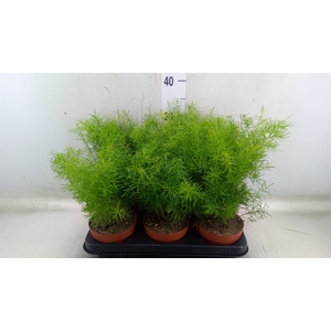 Asparagus dens. 'Sprengeri'