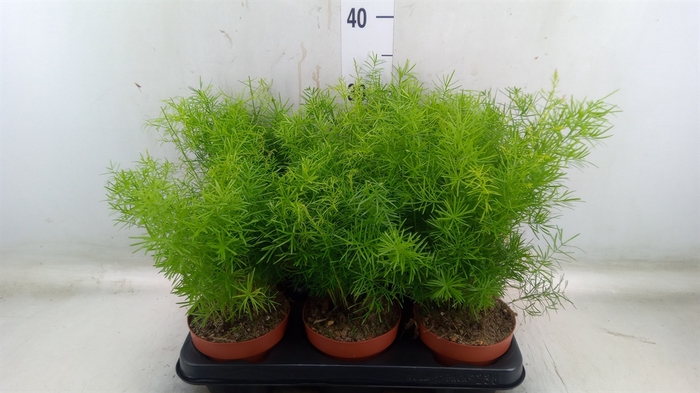<h4>Asparagus dens. 'Sprengeri'</h4>