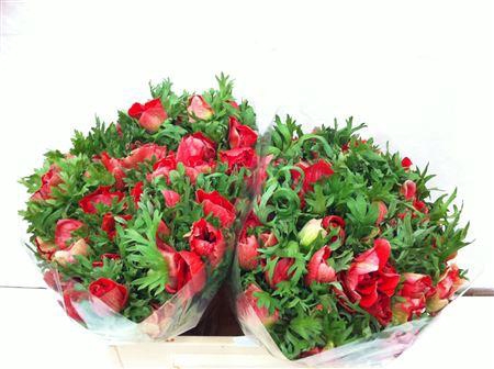 <h4>Anem Mistral Red</h4>