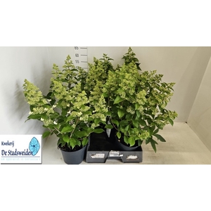 HYDR PANICULATA