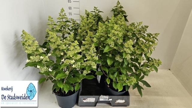<h4>HYDR PANICULATA</h4>