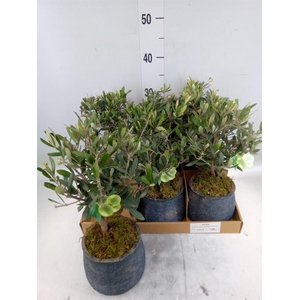 Arr.   Tuinplanten L%