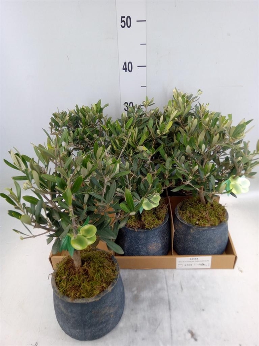 Arr.   Tuinplanten L%