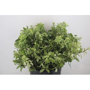 Pittosp Nevato Wit 150gr P Bunch