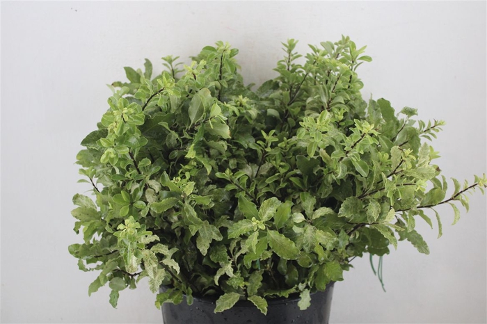 <h4>Pittosp Nevato Wit 150gr P Bunch</h4>