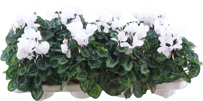 <h4>Cycl Midi Ss White X8</h4>