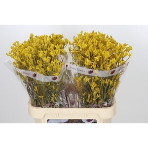 Anigozanthos Imani Yellow