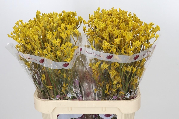 <h4>Anigozanthos Imani Yellow</h4>