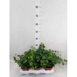 Hedera helix 'Wonder'