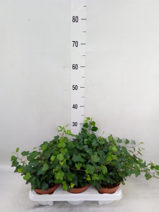 <h4>Hedera helix 'Wonder'</h4>