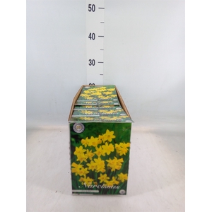 Flowerbulbs, corns or tubers   ...