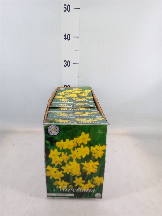 <h4>Flowerbulbs, corns or tubers   ...</h4>