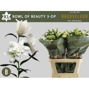 LILIUM ORI. DB 'BOWL OF BEAUTY'