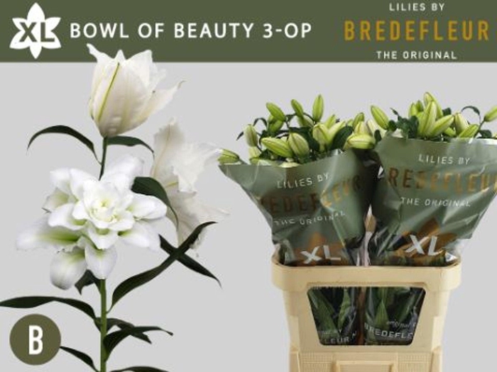 <h4>LILIUM ORI. DB 'BOWL OF BEAUTY'</h4>