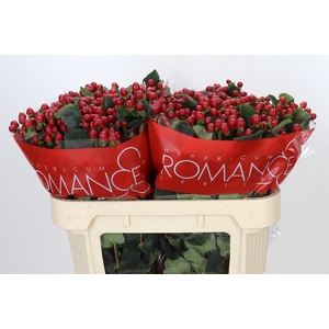 Hypericum True Romance