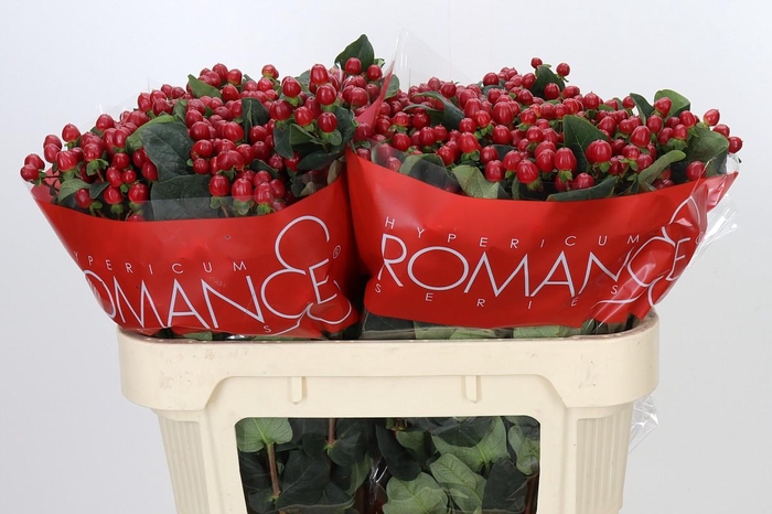 <h4>Hypericum True Romance</h4>