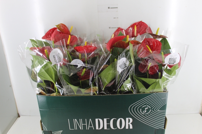 <h4>ANTHURIUM RED SUCCESS P15 PREMIUM</h4>