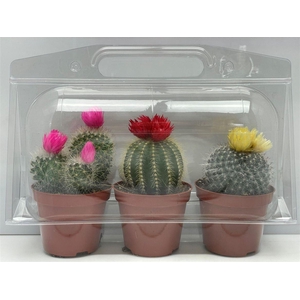 Cactus versierd