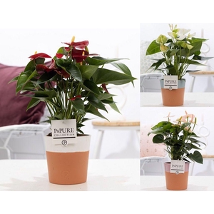 Anthurium mix in P&PURE Terra Cotta 4 ass.3