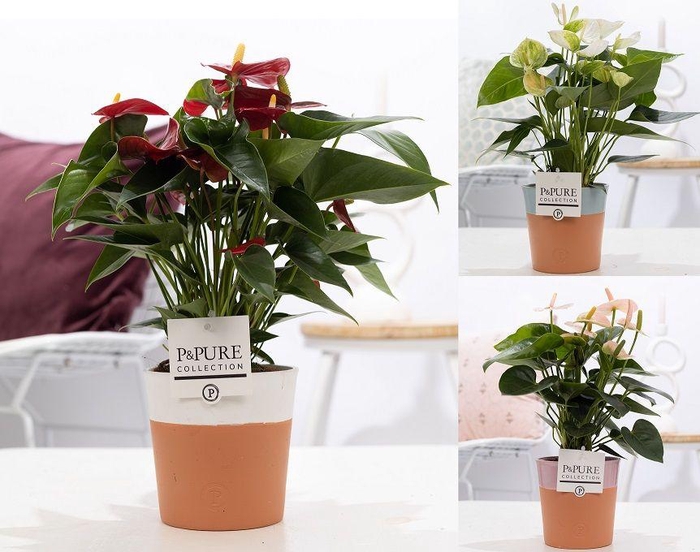 <h4>Anthurium mix in P&PURE Terra Cotta 4 ass.3</h4>