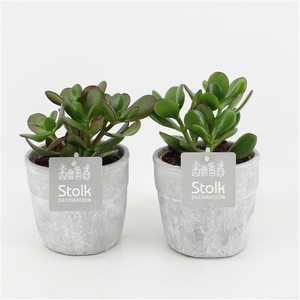 Crassula Ovata in Stone Look pot