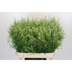 Lepidium Green Dragon