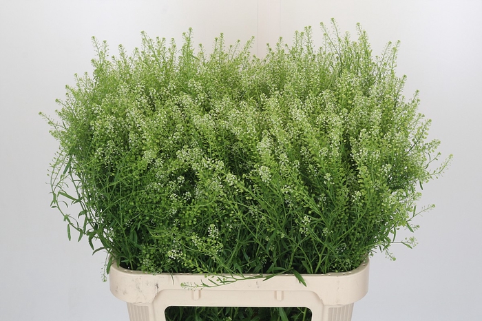 <h4>Lepidium Green Dragon</h4>