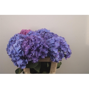 Hydr M Pimpernel