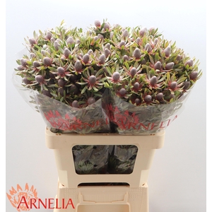 LEUCAD AYOBA ST PEAR