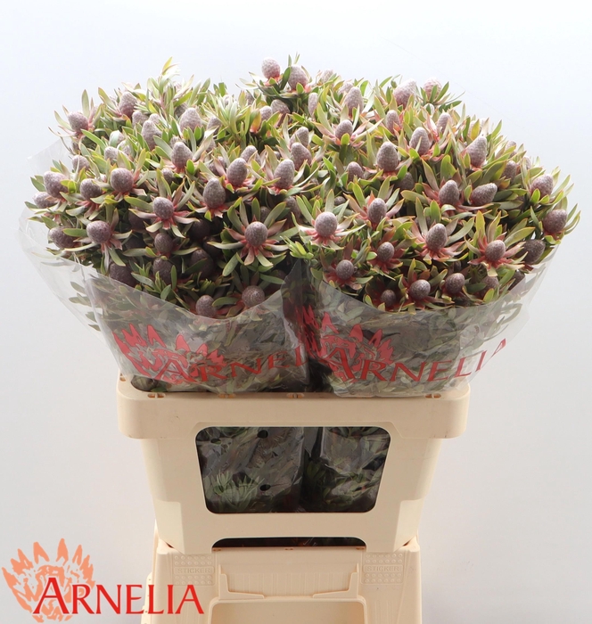 <h4>LEUCAD AYOBA ST PEAR</h4>