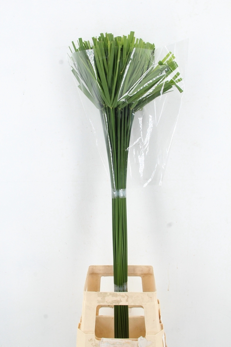 <h4>CYPERUS PAPYRUS</h4>