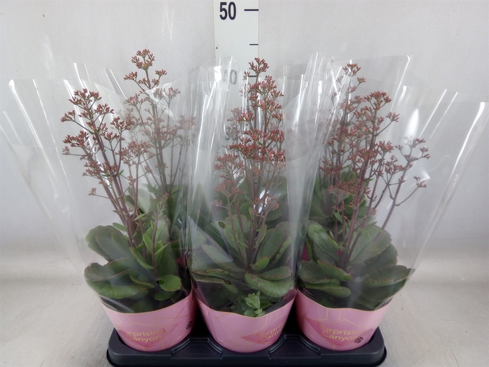 <h4>Kalanchoe  'WildFlow Surp Canyon'</h4>