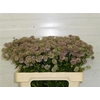 Astr Pink Sensation