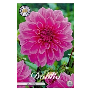 Dahlia Lilac Time x1 l