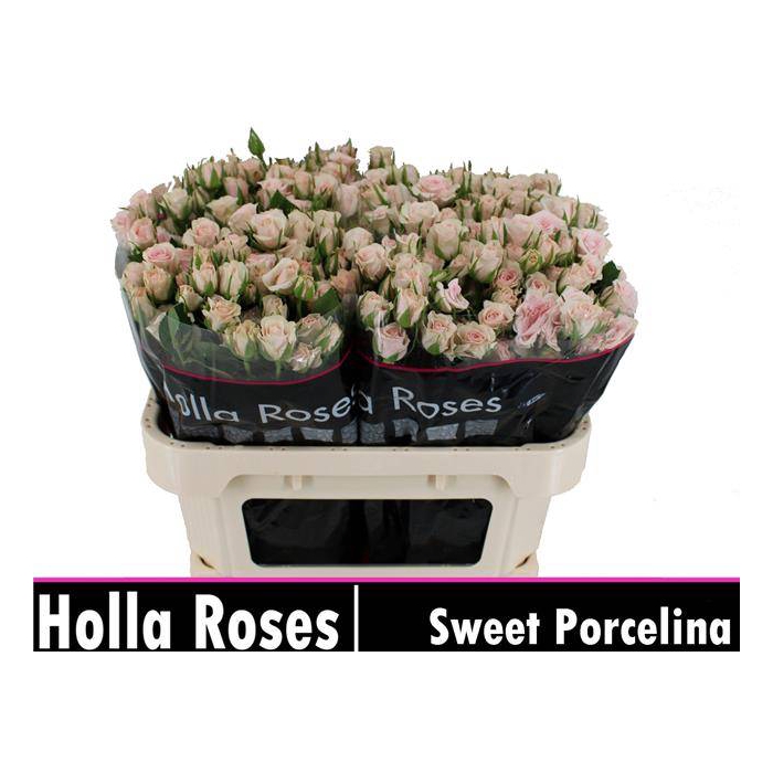 <h4>Sweet Porcelina</h4>